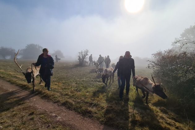 Herbstliche Rentierwanderung